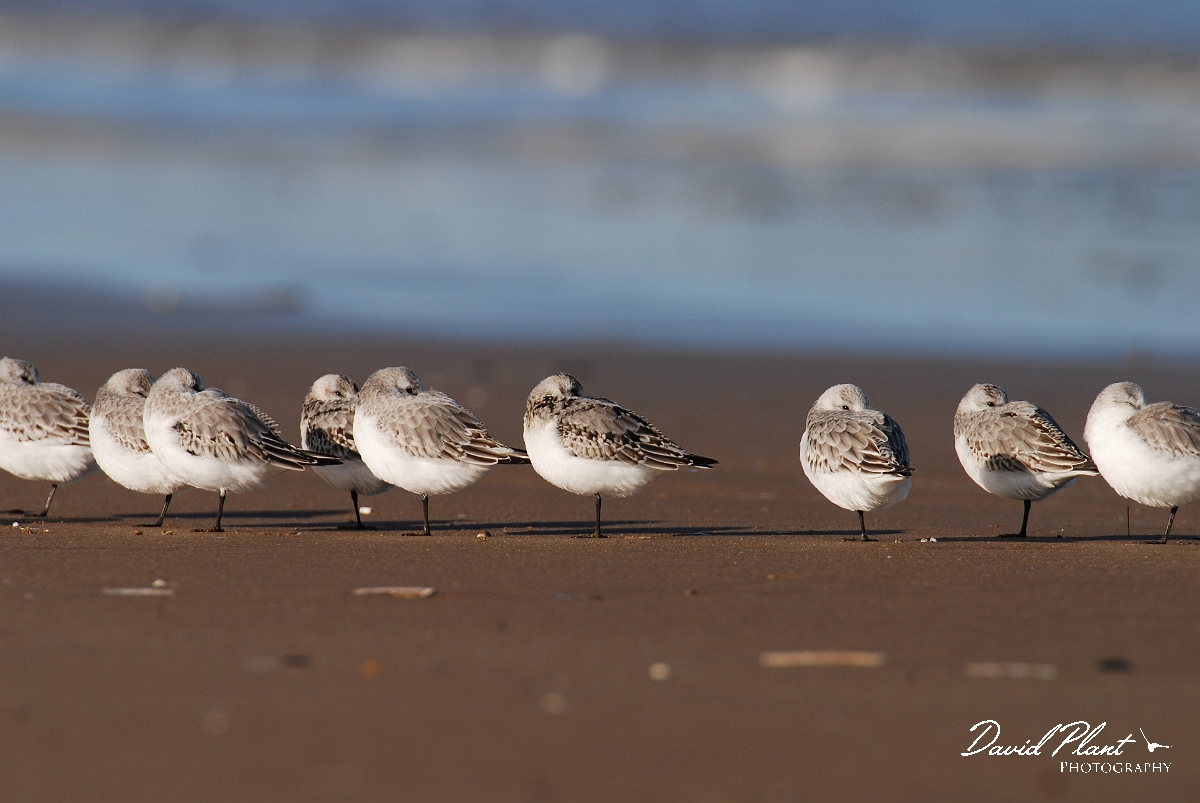 David Plant Photography - Wildlife Photographer - Sanderling flock on beach - B.JPG - Sanderling flock on beach - Norfolk